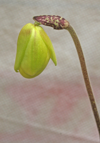 ?????paph.armeniacum??