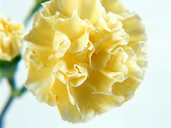 Carnation_flower_photo_3.jpg